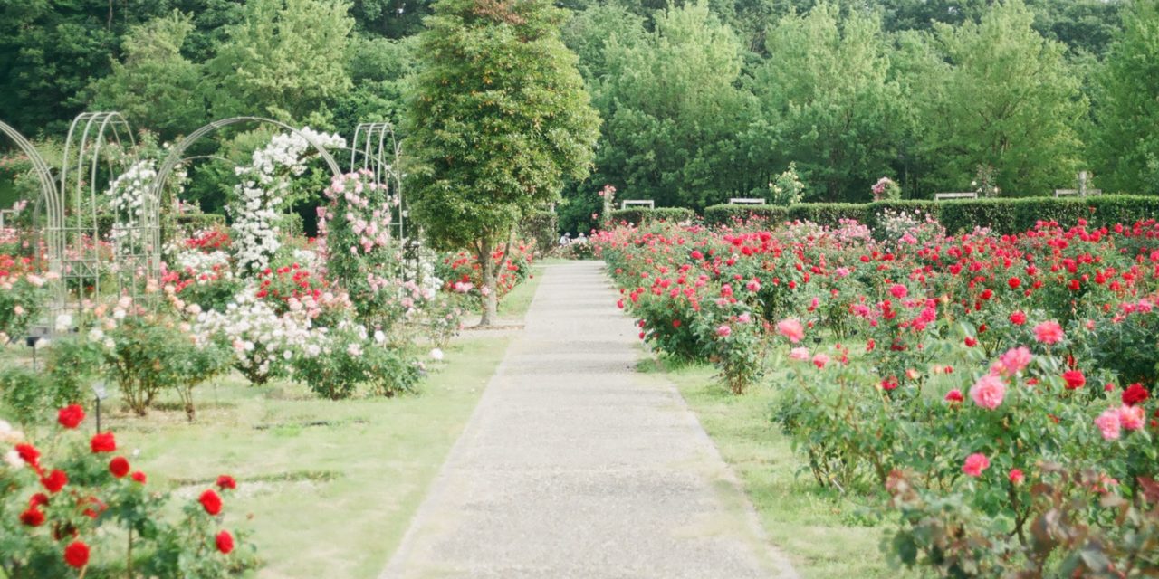 The Benefits Of An Outdoor Rug